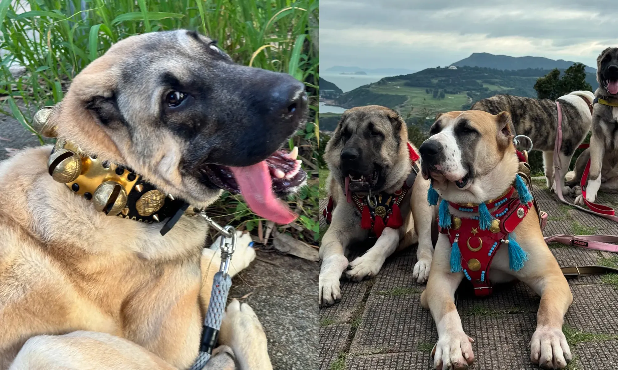 Quel est le Chien le Plus Dangereux du Monde ? La Réponse Selon la Science Kangal turc imposant, chien de berger avec la morsure la plus puissante au monde