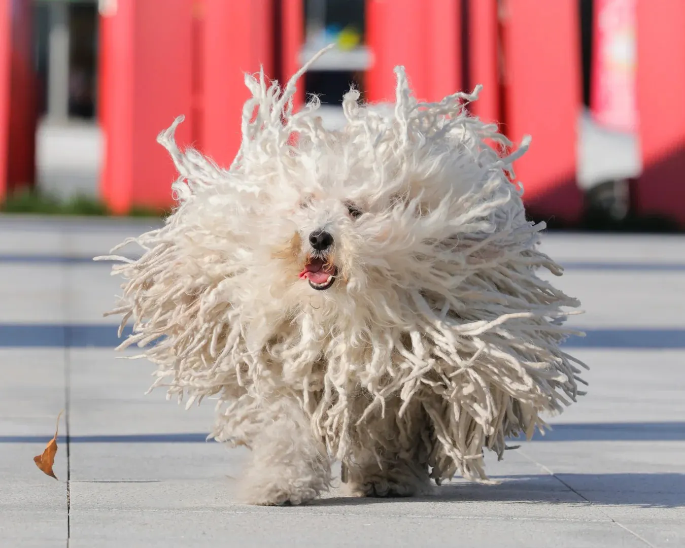 komondor bizzare chien mignon