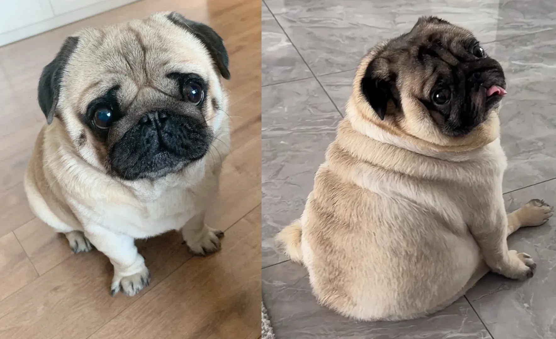 Chien d'Appartement : 12 Races Idéales pour la Vie en Intérieur Carlin à la robe fauve avec masque noir assis confortablement, expression faciale caractéristique attendrissante