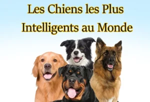 Noms de Chien Commençant par A : Guide Complet Les Chiens les Plus Intelligents au Monde