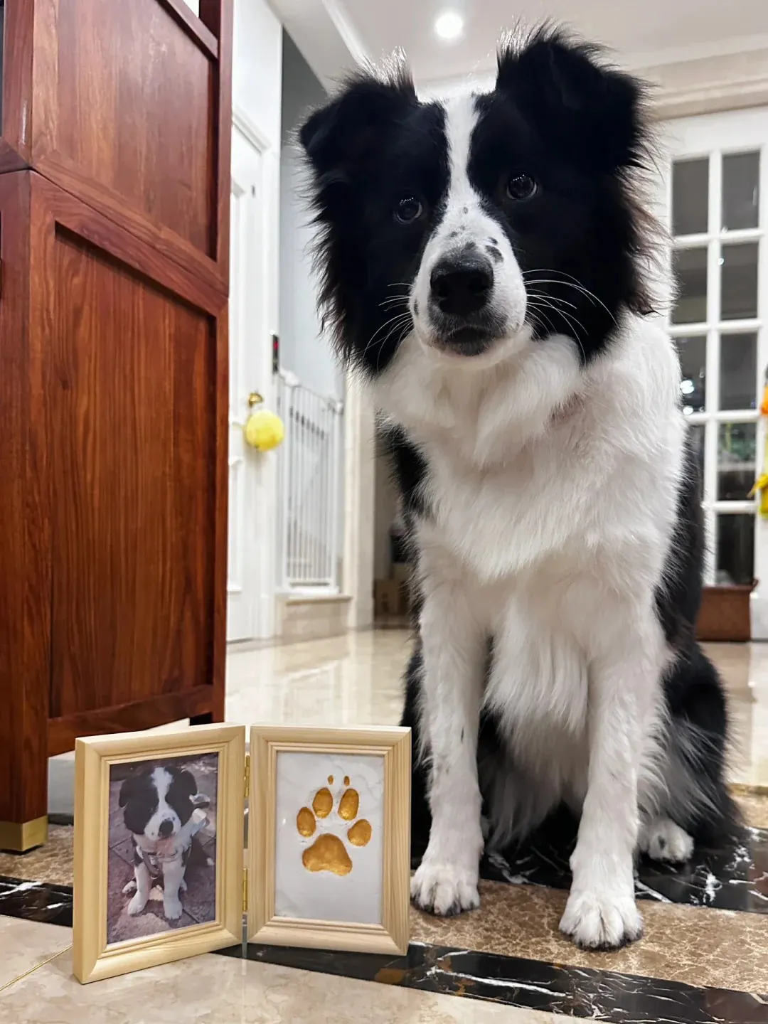 Comment faire le deuil de son chien : étapes et conseils pour traverser cette épreuve Les empreintes de pattes et les photos de mon chien