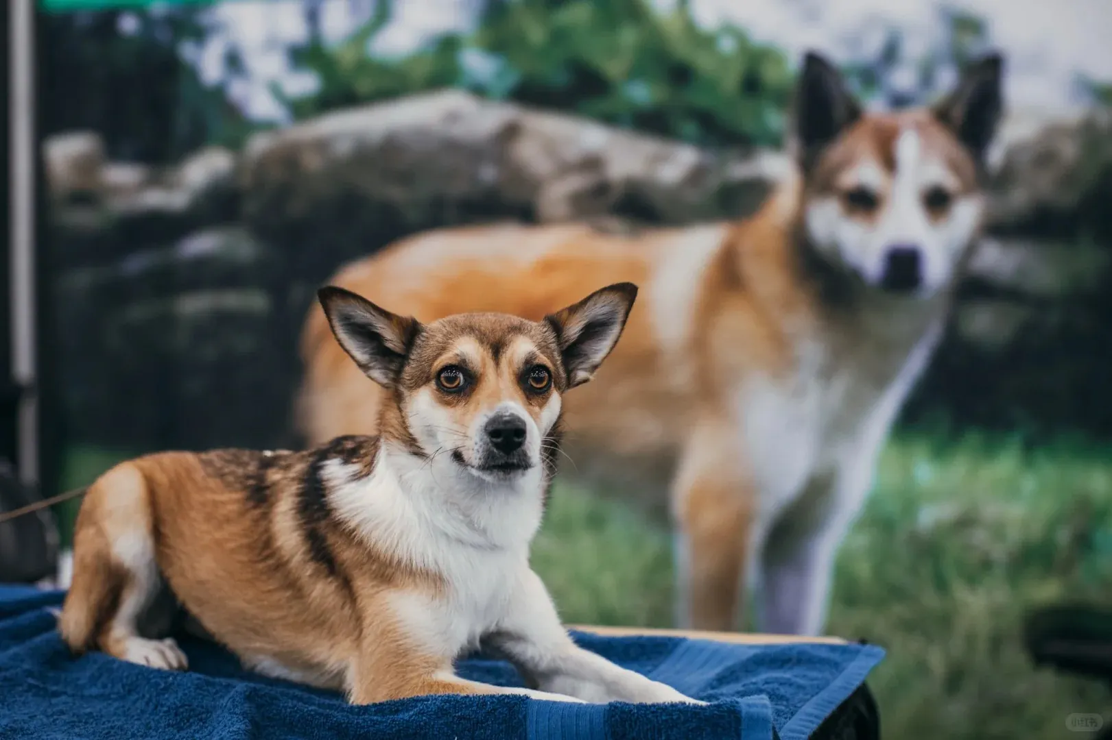 Lundehund Norvégien race rare