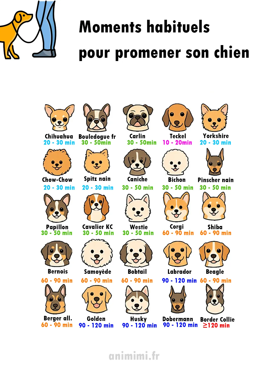 Chien d'Appartement : 12 Races Idéales pour la Vie en Intérieur Graphique comparatif montrant les niveaux d'énergie et de vocalisation de différentes races de chien adaptées à l'appartement