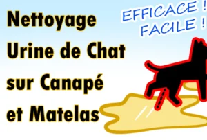 Noms de Chien Commençant par A : Guide Complet Nettoyage Urine de Chat Canape et Matelas