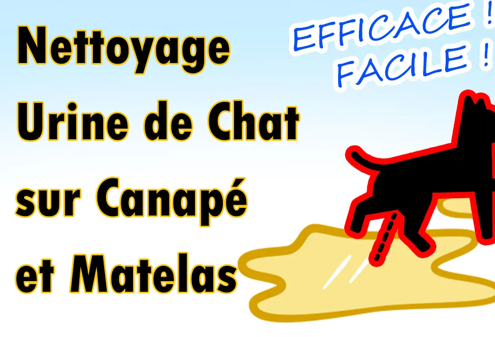 Comment Enlever l'Urine de Chat sur le Canapé et le Matelas : Solution Efficace Nettoyage Urine de Chat Canape et Matelas