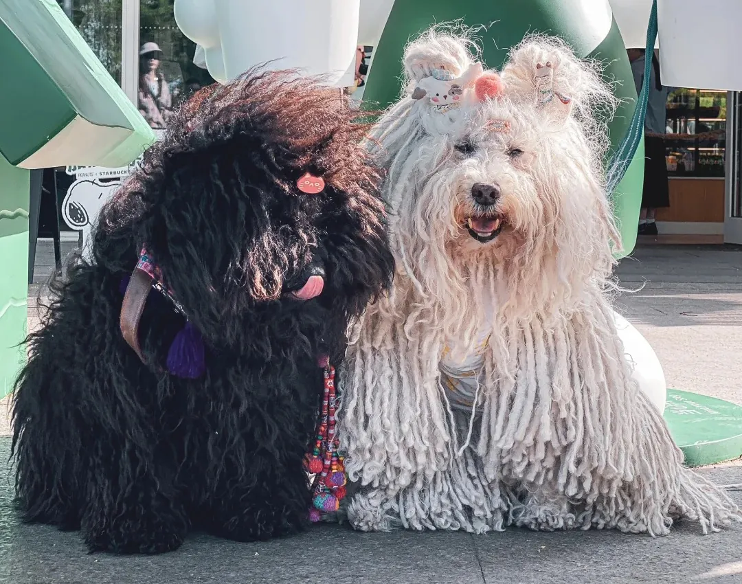 puli hongrois style boheme