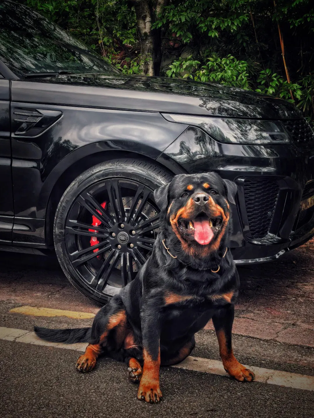 Quel est le Chien le Plus Dangereux du Monde ? La Réponse Selon la Science Rottweiler adulte au regard intense, race de chien de garde traditionnelle allemande