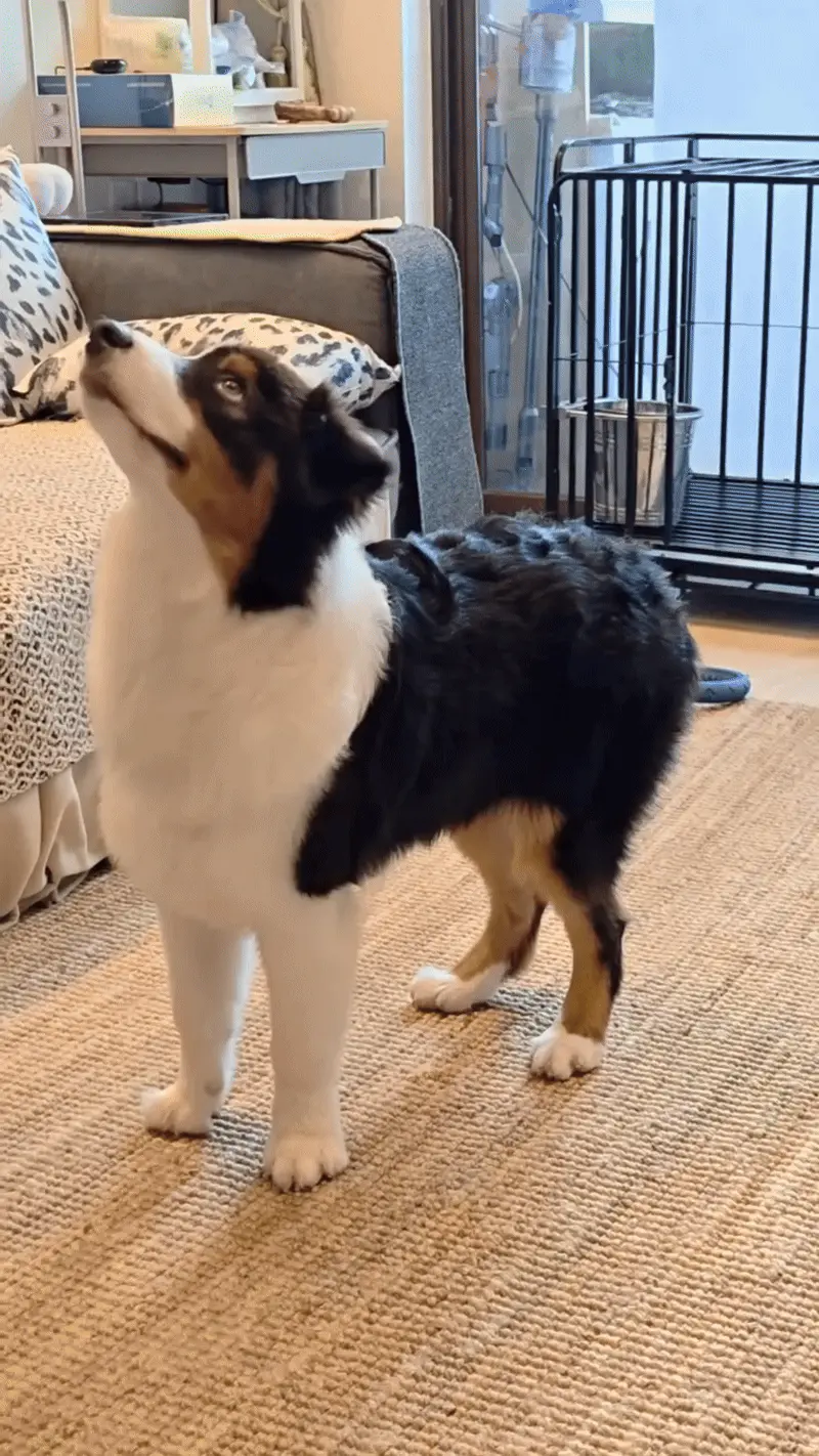 Berger Australien : Guide Pratique Séance d'éducation canine Berger Australien - entraînement avec maître