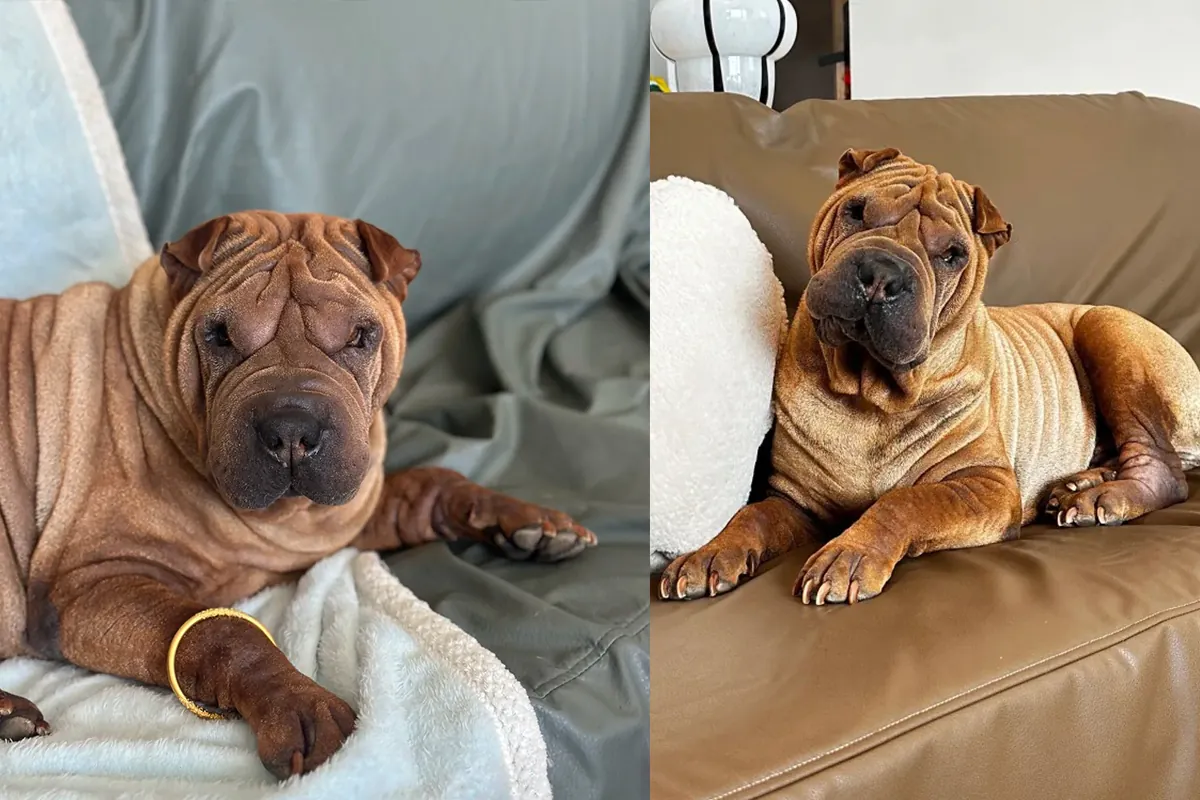 Quel Chien Peut Rester Seul Toute la Journée ? 11 Races Indépendantes Shar Pei chinois aux plis caractéristiques, chien indépendant et loyal adapté à la solitude