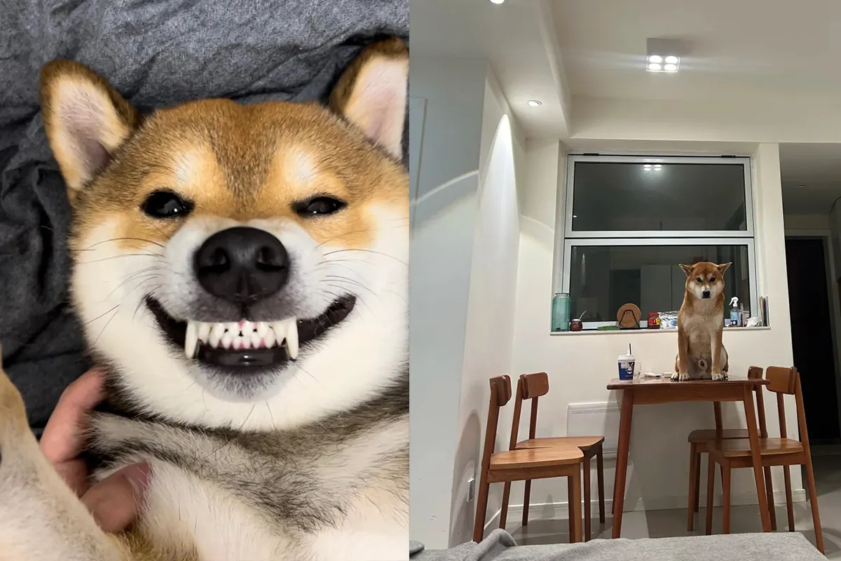 Quel Chien Peut Rester Seul Toute la Journée ? 11 Races Indépendantes Shiba Inu capable de s'amuser tout seul