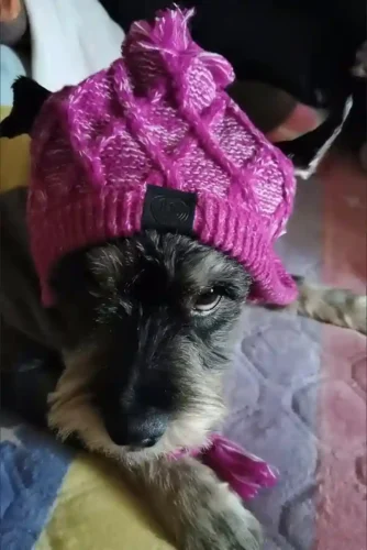 Click to view full screen Snood & Bonnet Pour Chien Furry-Friends photo review