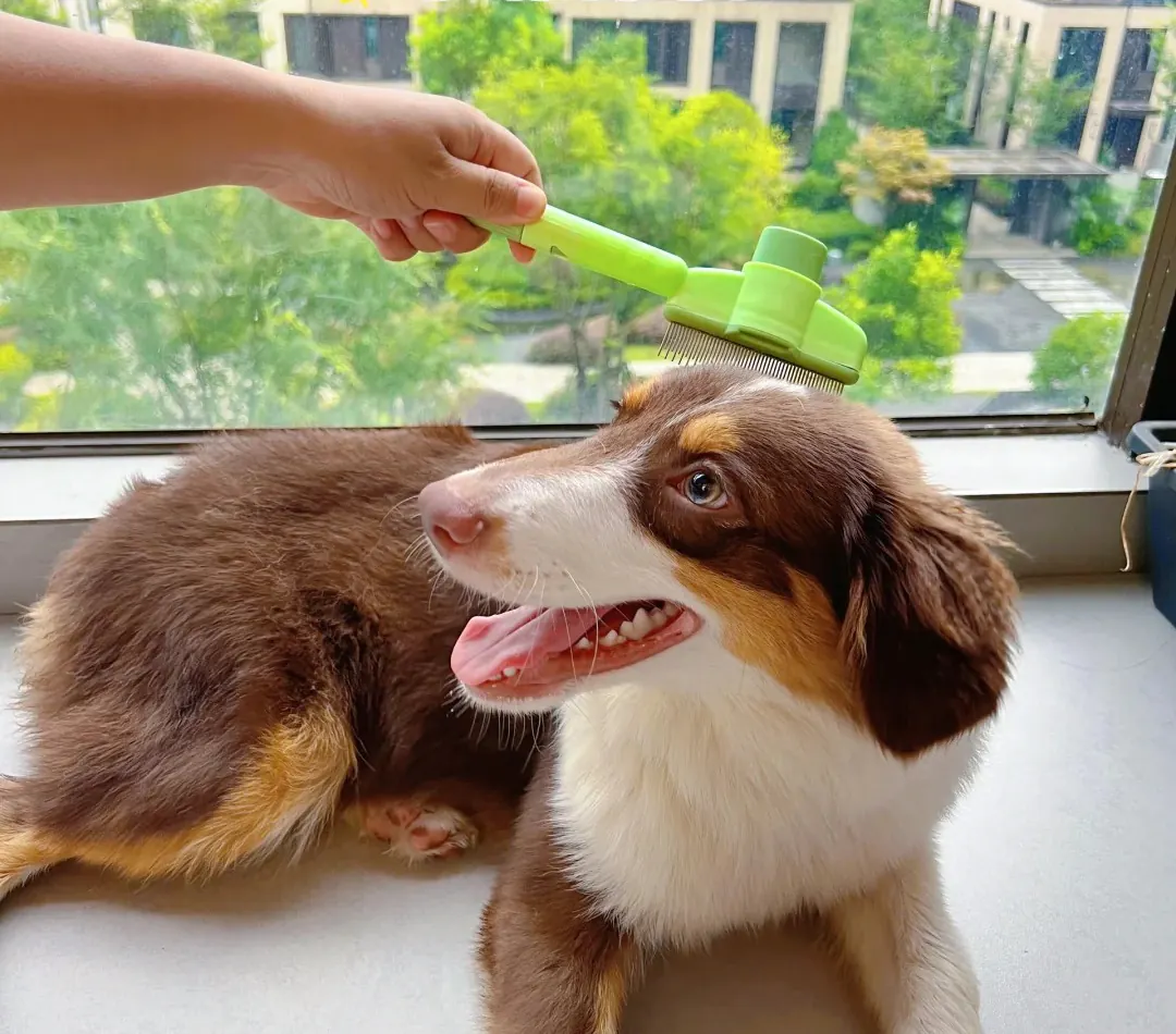 Berger Australien : Guide Pratique Toilettage Berger Australien - brossage du pelage