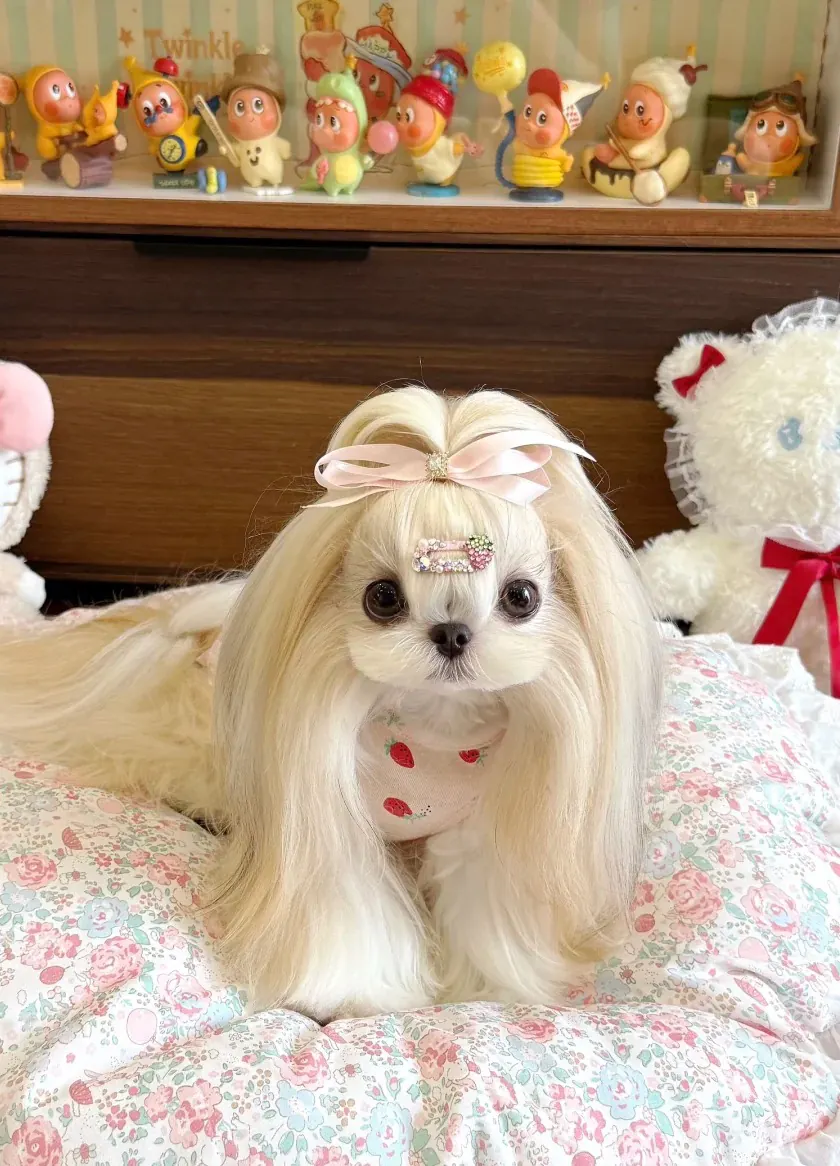 Chien d'Appartement : 12 Races Idéales pour la Vie en Intérieur Shih Tzu au pelage long et soyeux bien toiletté, petit chien élégant dans un cadre d'appartement raffiné