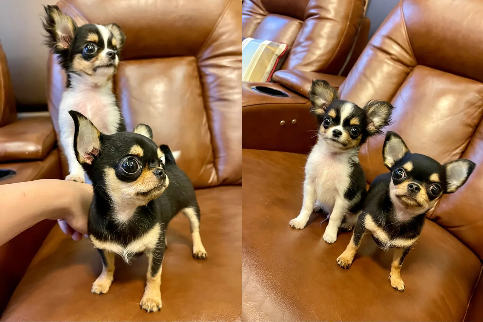 Chien d'Appartement : 12 Races Idéales pour la Vie en Intérieur Chihuahua alerte et confiant, le plus petit chien du monde idéal pour studio
