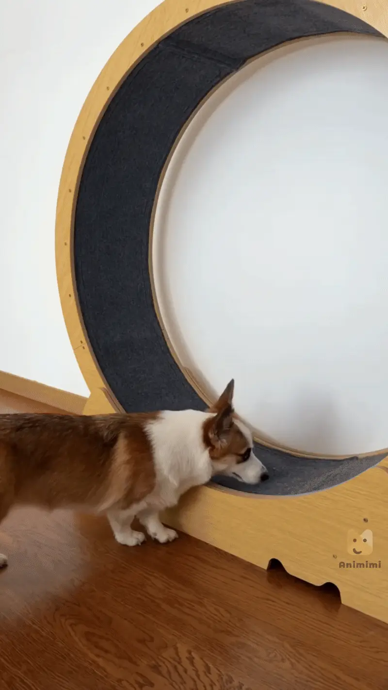 Welsh Corgi : Le Guide Complet du Chien Royal aux Pattes Courtes Corgi actif et énergique