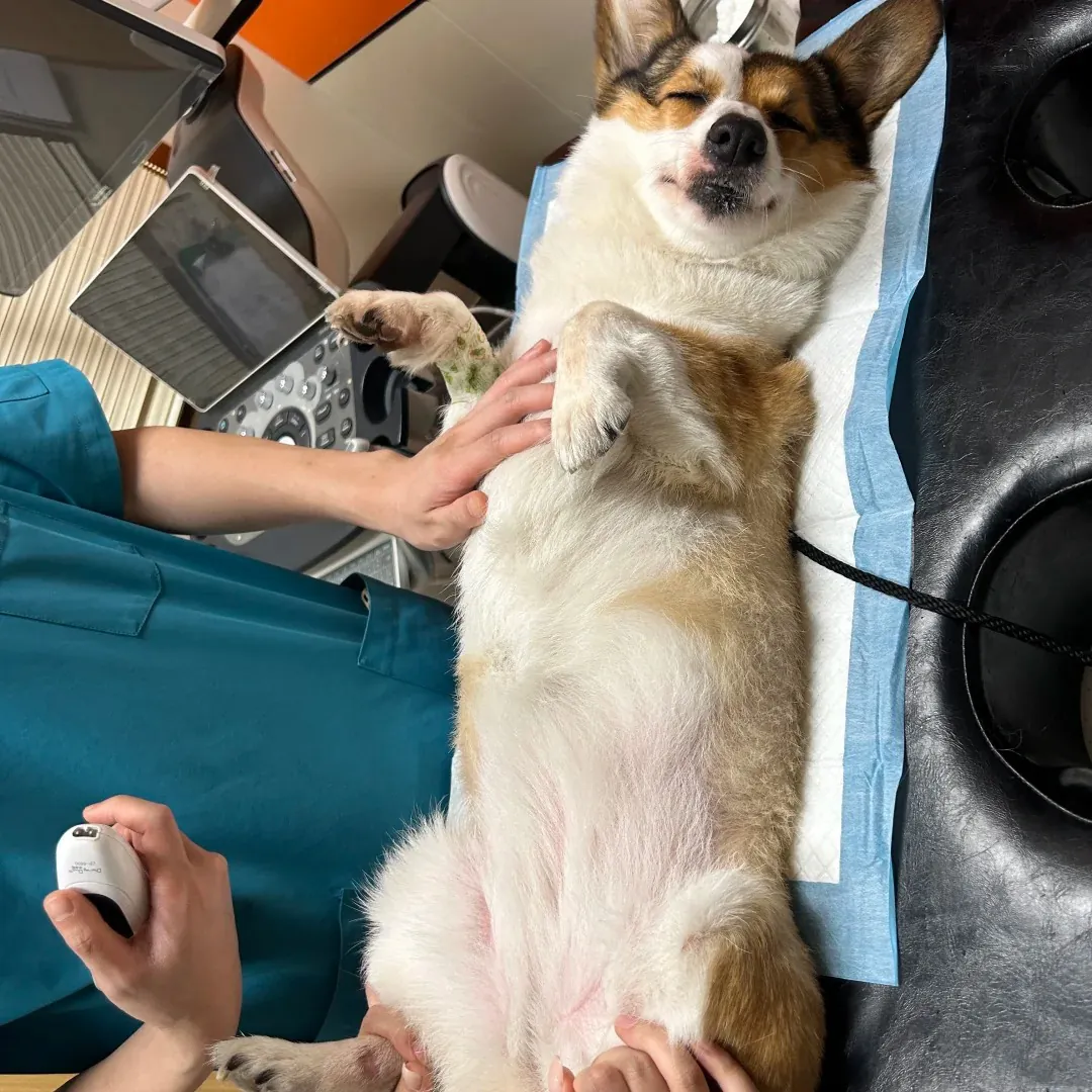 Welsh Corgi : Le Guide Complet du Chien Royal aux Pattes Courtes Corgi lors d'un examen vétérinaire