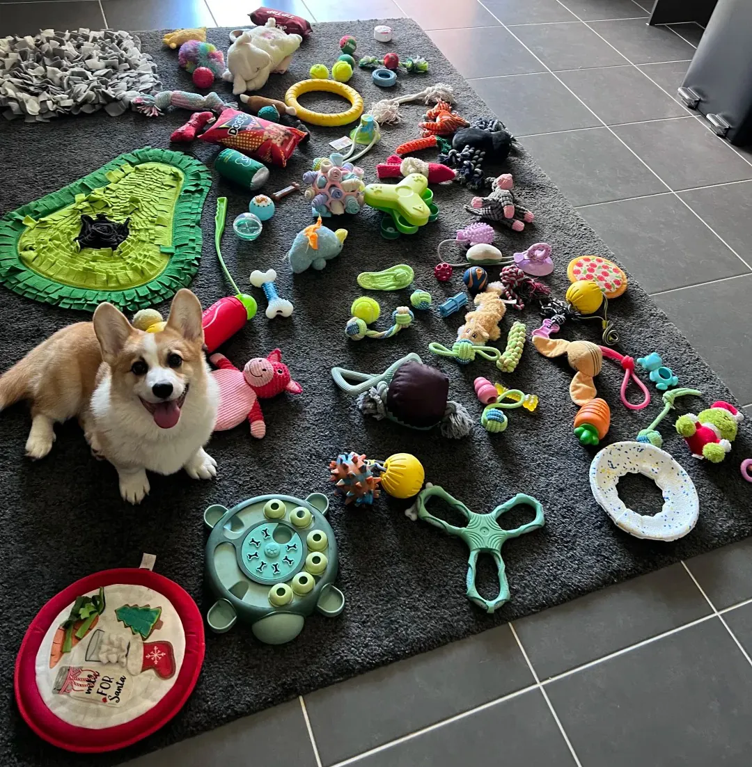 Welsh Corgi : Le Guide Complet du Chien Royal aux Pattes Courtes Corgi épanoui en appartement