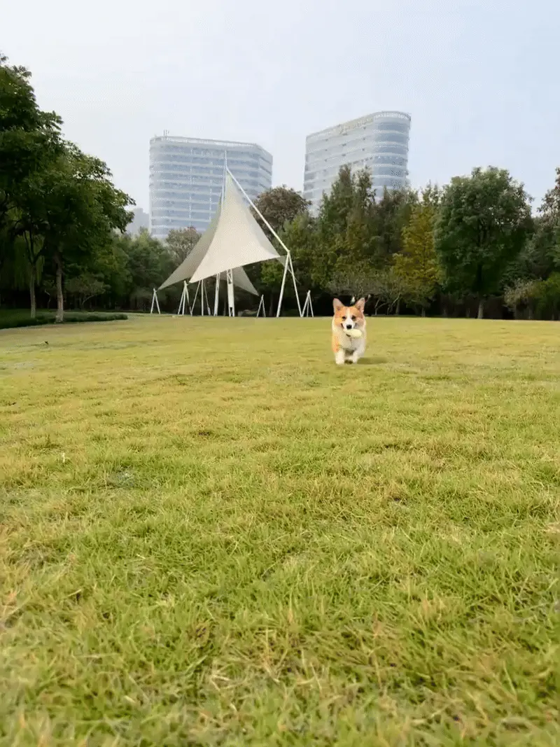 Welsh Corgi : Le Guide Complet du Chien Royal aux Pattes Courtes Welsh Corgi jouant avec sa famille