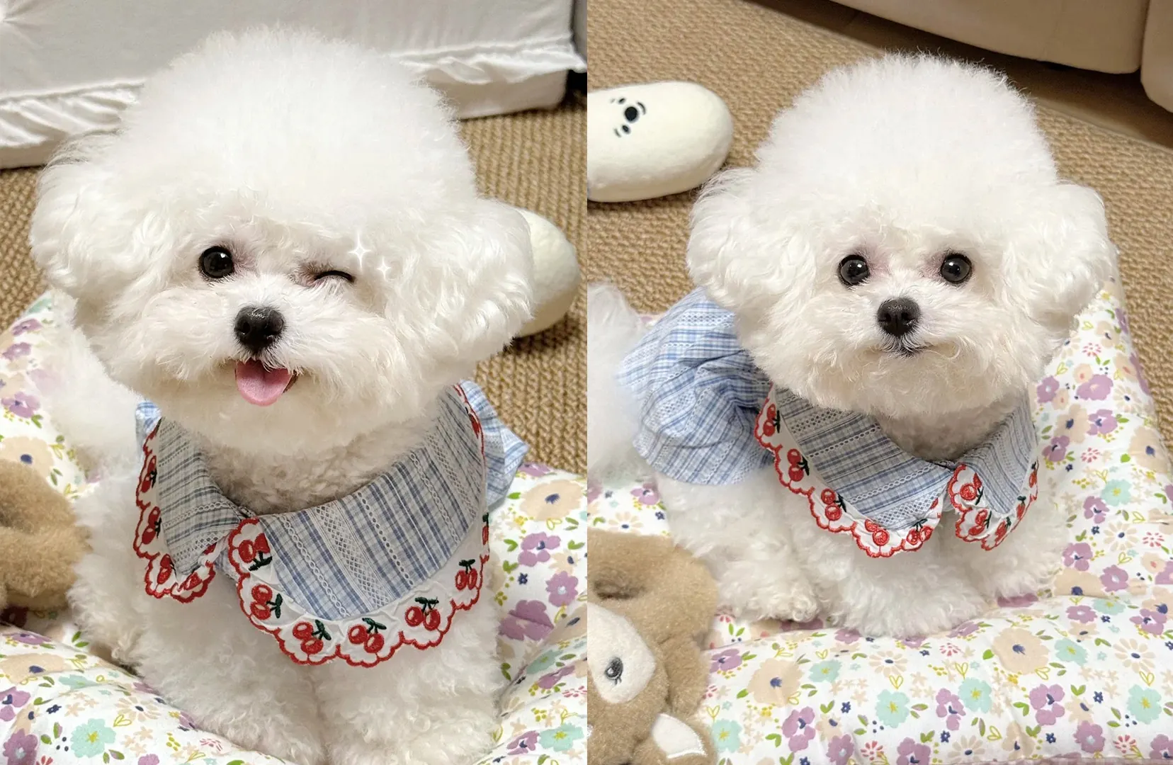 Chien d'Appartement : 12 Races Idéales pour la Vie en Intérieur Bichon Frisé blanc au pelage bouclé et joyeux, parfait pour la vie en appartement