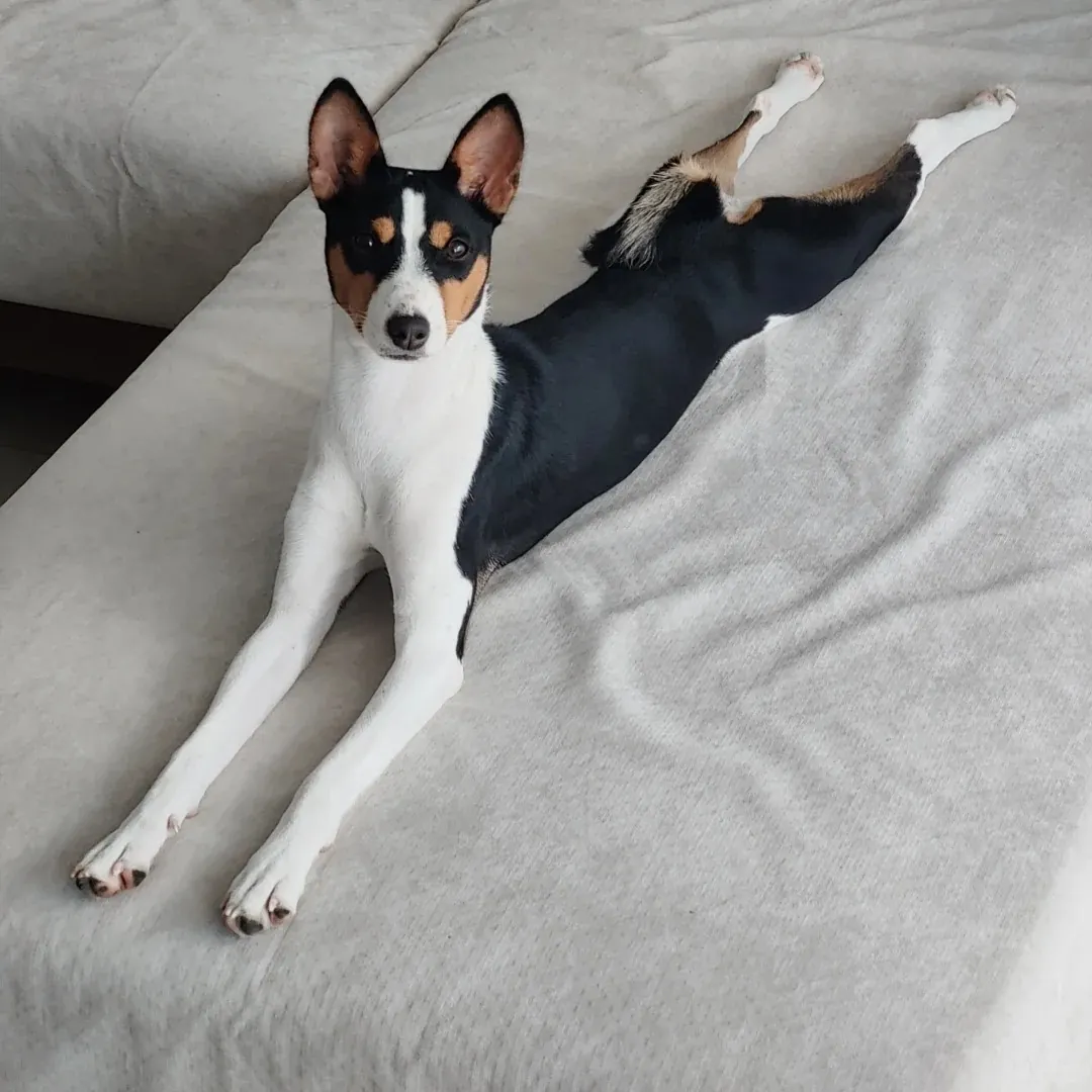 basenji bizzare chien 