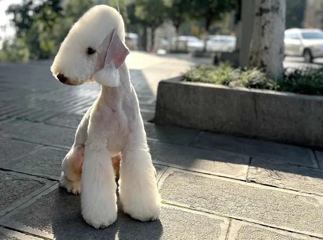 Bedlington Terrier