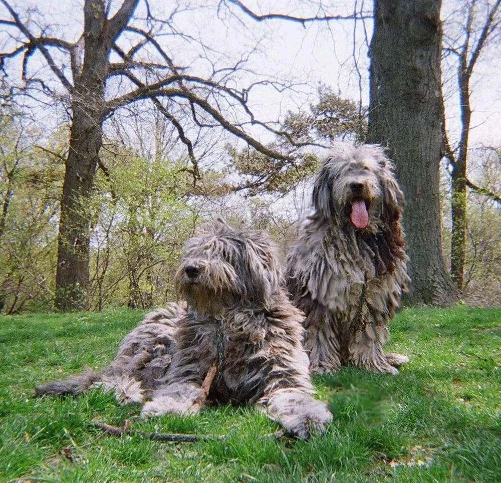 bergamasco chien 