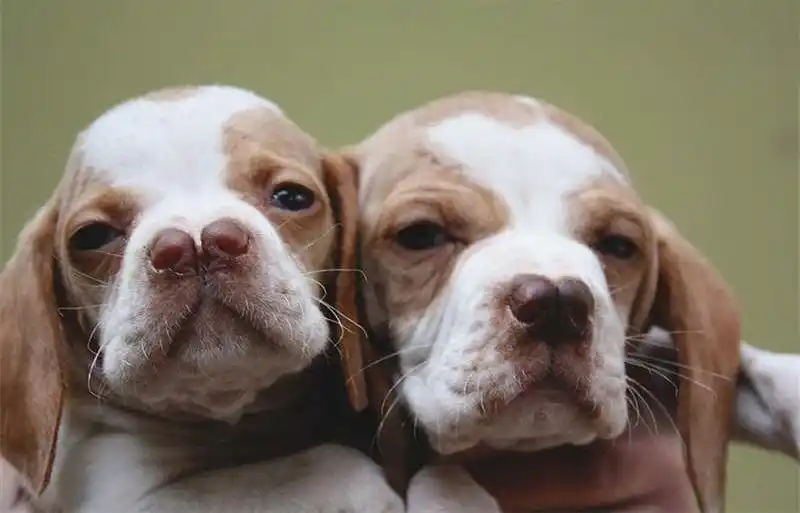 catalburun bizzar chien