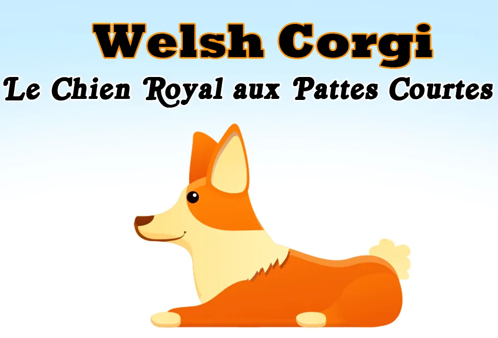 Welsh Corgi : Le Guide Complet du Chien Royal aux Pattes Courtes corgi mignon
