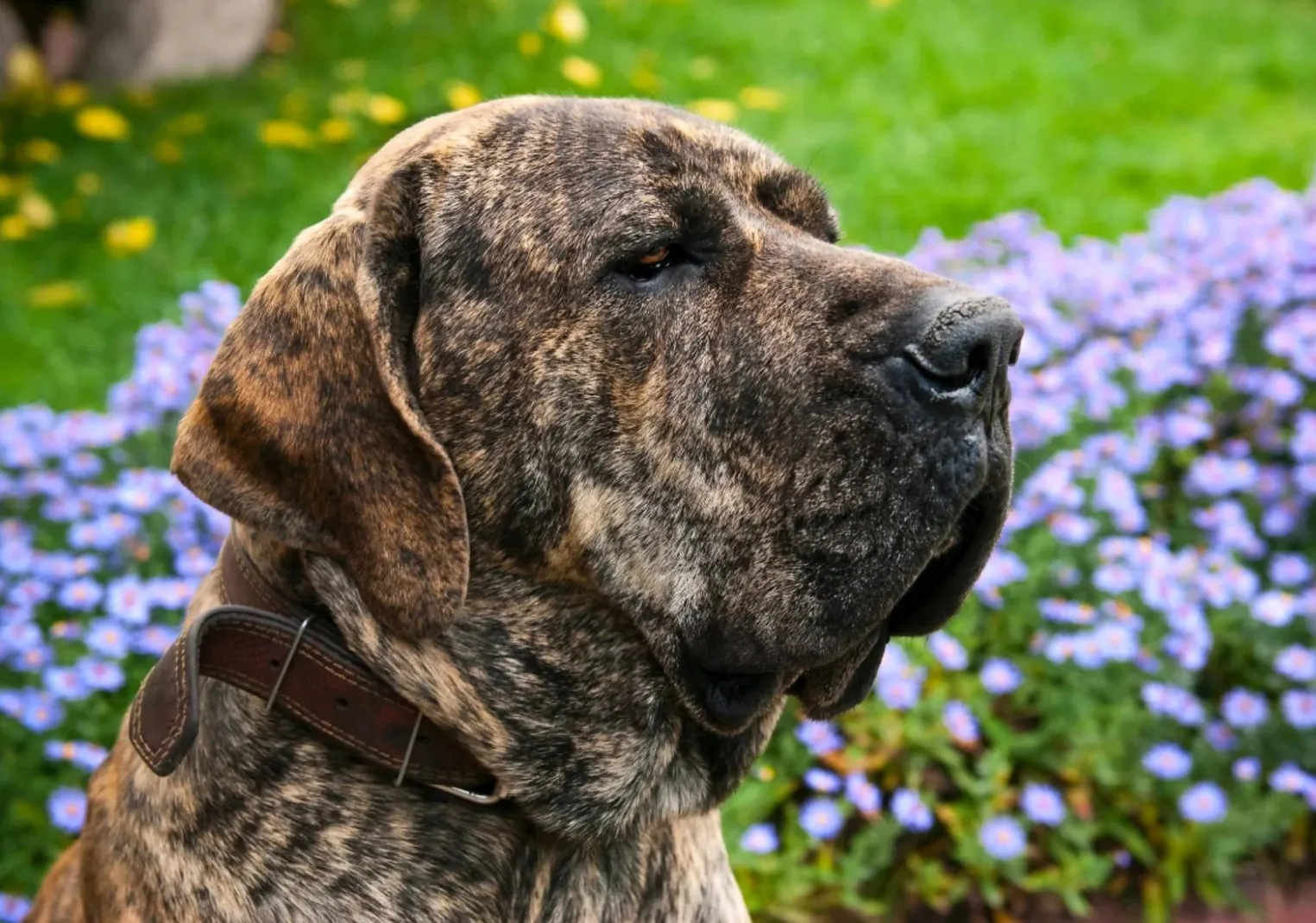 Quel est le Chien le Plus Dangereux du Monde ? La Réponse Selon la Science Fila Brasileiro montrant sa taille imposante, molosse brésilien de garde