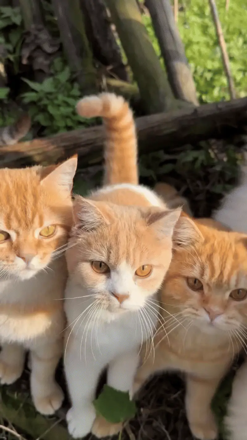 Chat détendu ronronnant, illustrant les différentes raisons du ronronnement félin