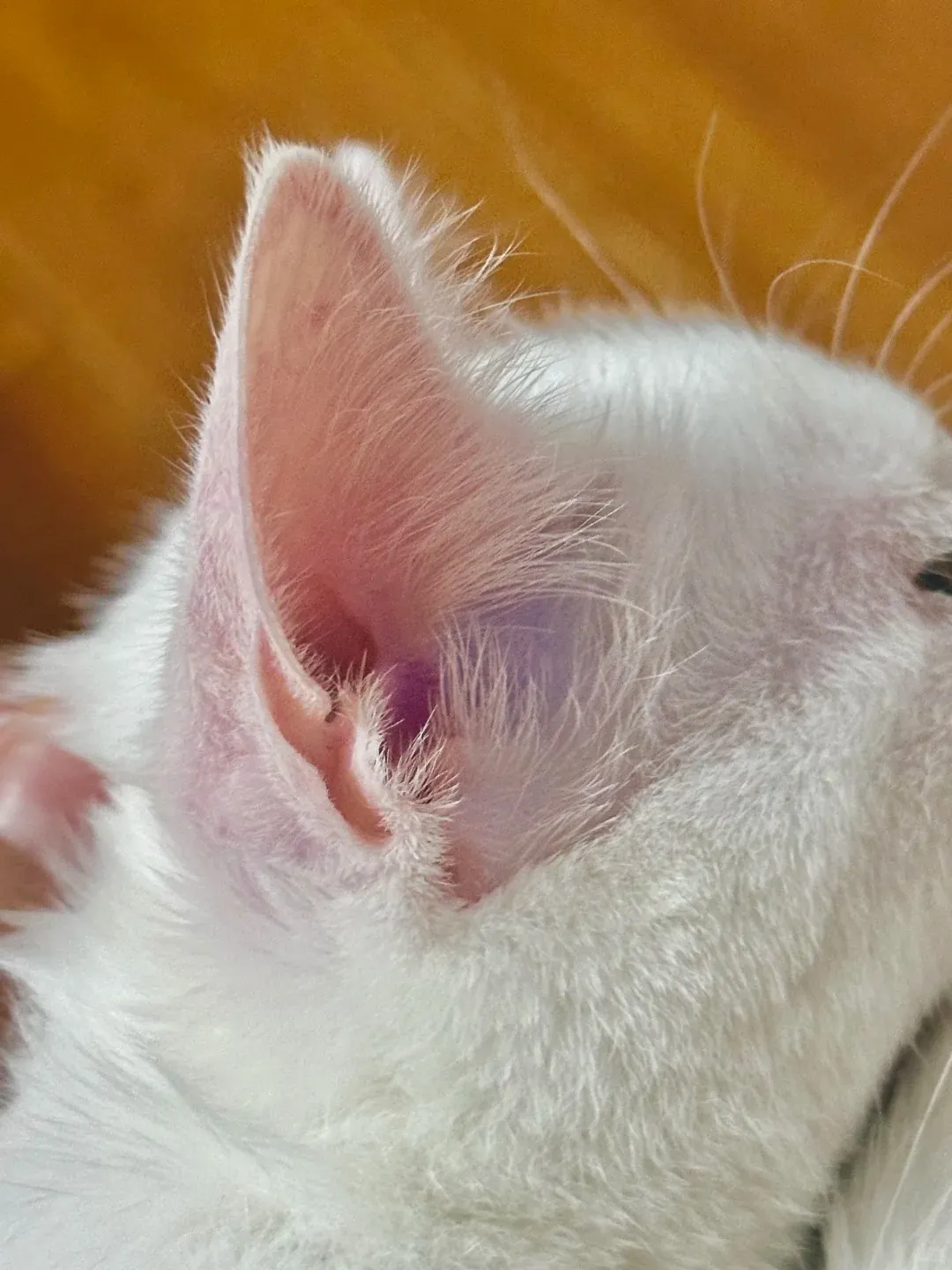 20+ Curiosités Surprenantes sur les Chats Gros plan sur l'oreille d'un chat montrant le sac de Henry, une petite poche triangulaire mystérieuse