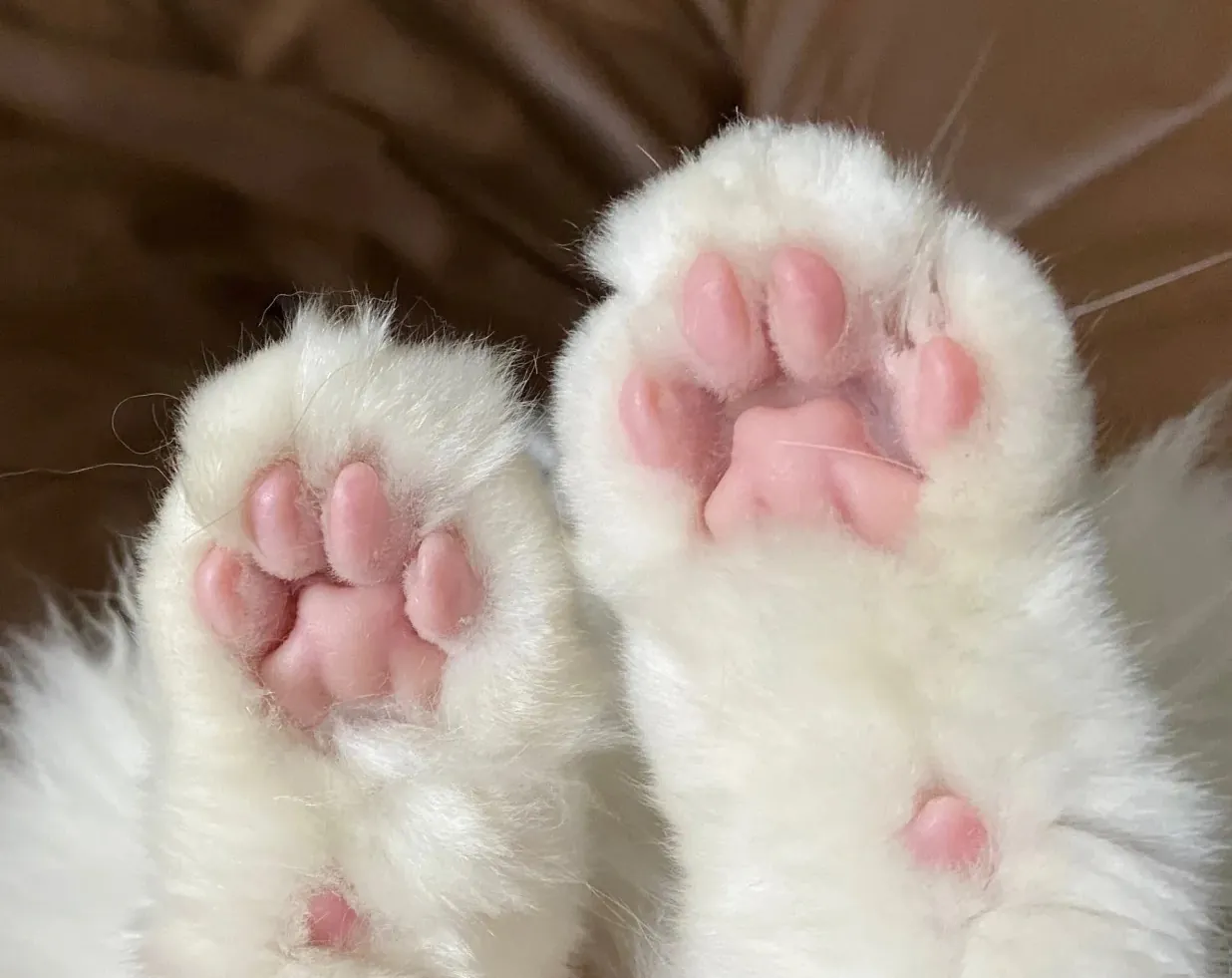 20+ Curiosités Surprenantes sur les Chats Gros plan sur les pattes d'un chat montrant 5 doigts à l'avant et 4 à l'arrière avec leurs coussinets roses