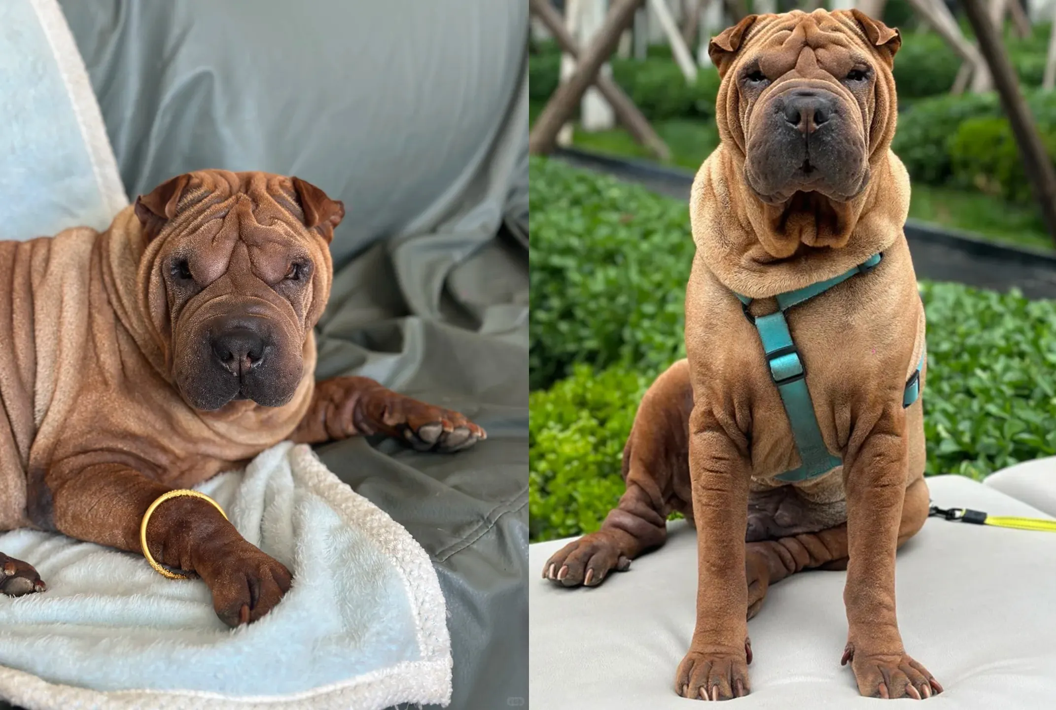 Shar-Peï mignon chien 