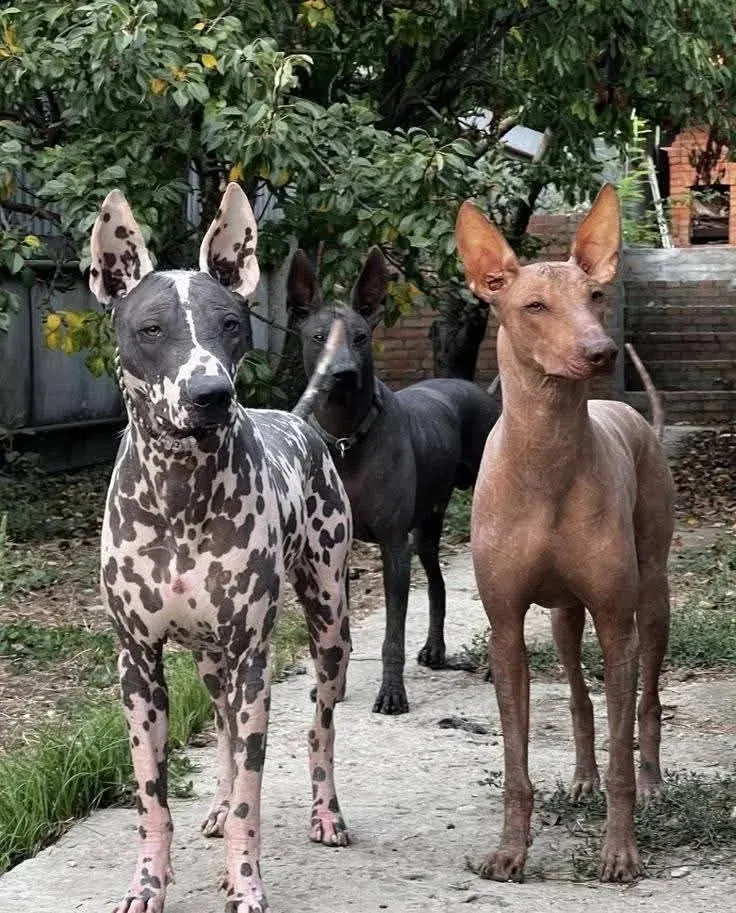 xoloitzcuintle bizzare chien