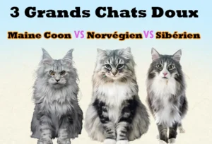 Noms de Chien Commençant par A : Guide Complet Trois grands chats doux