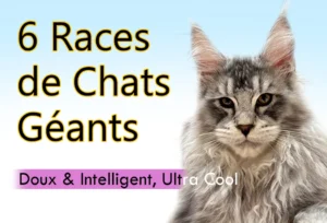 Noms de Chien Commençant par A : Guide Complet Les Plus Grands Chats du Monde : 6 Races Géantes