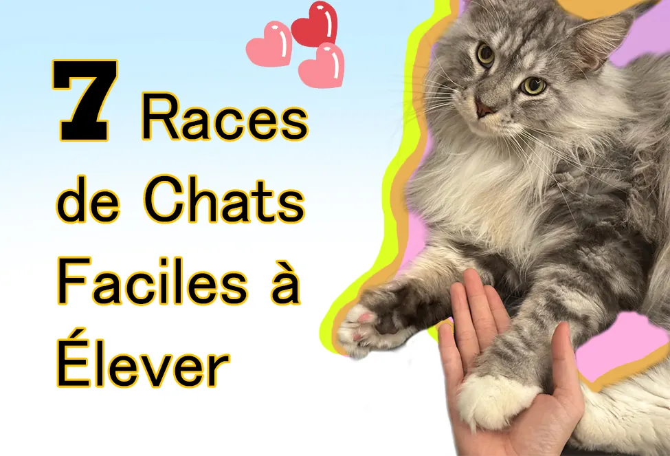 7 Races de Chats Faciles à Élever