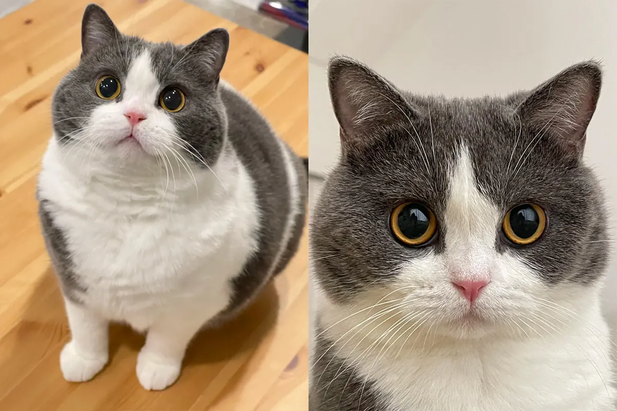 Chat facile à adopter : comparatif de 7 races sur 9 critères British Shorthair gris aux joues rondes et yeux cuivrés — race calme pour appartement