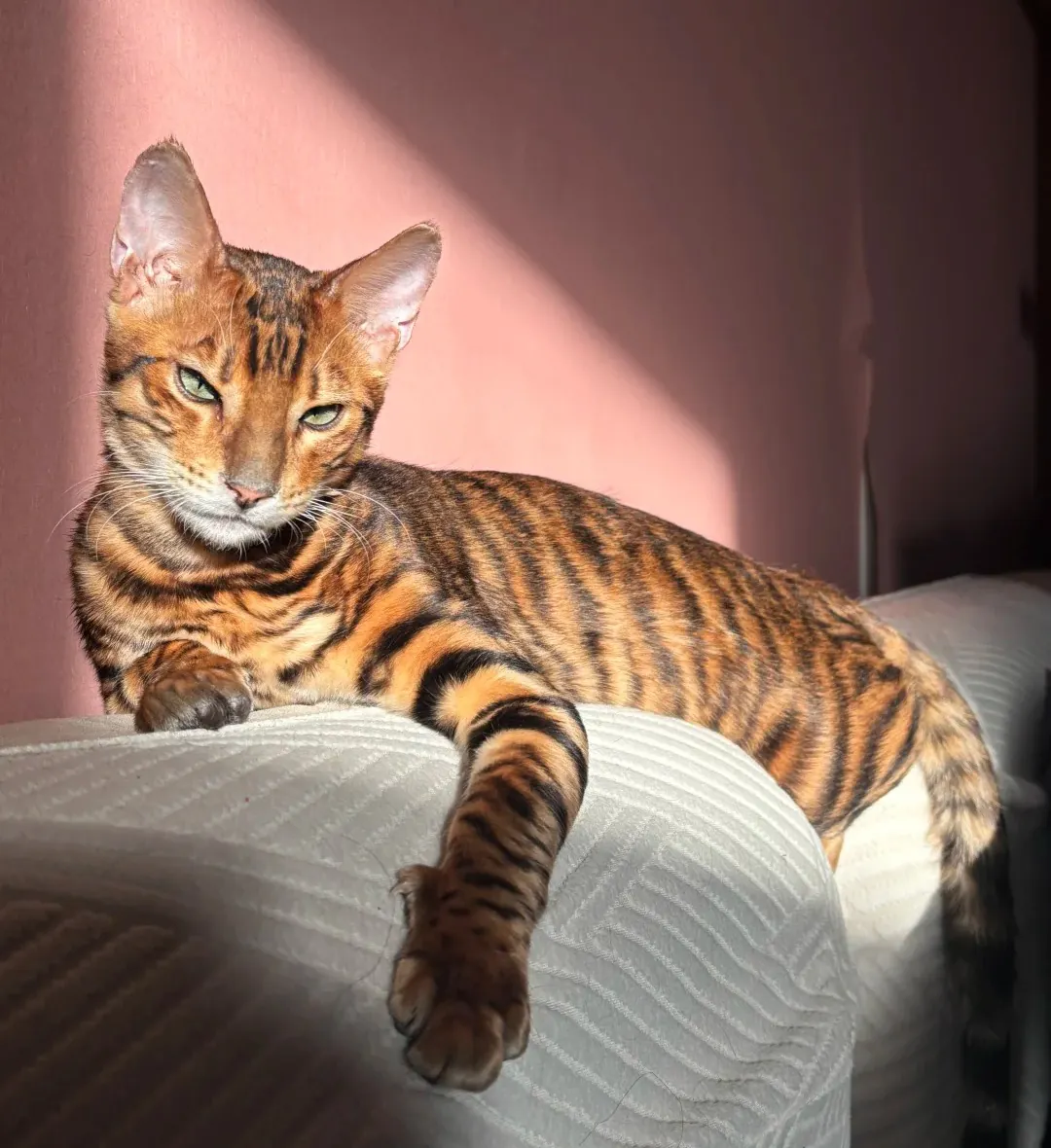 Bengal avec son pelage tacheté rosettes rappelant un léopard miniature