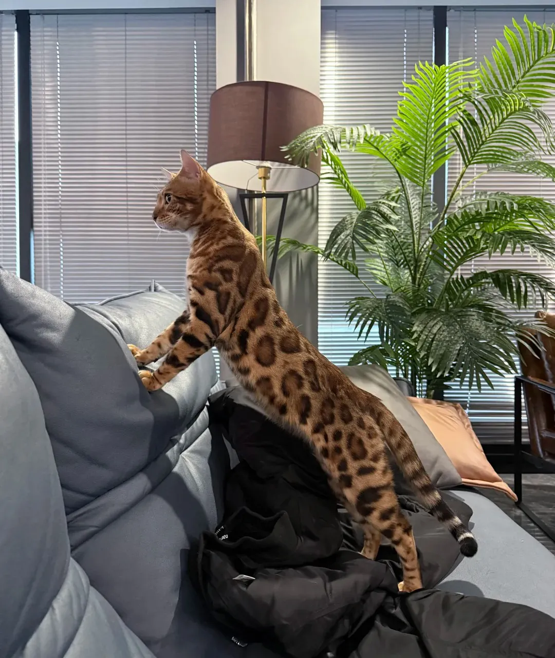 Bengale, avec sa silhouette agile