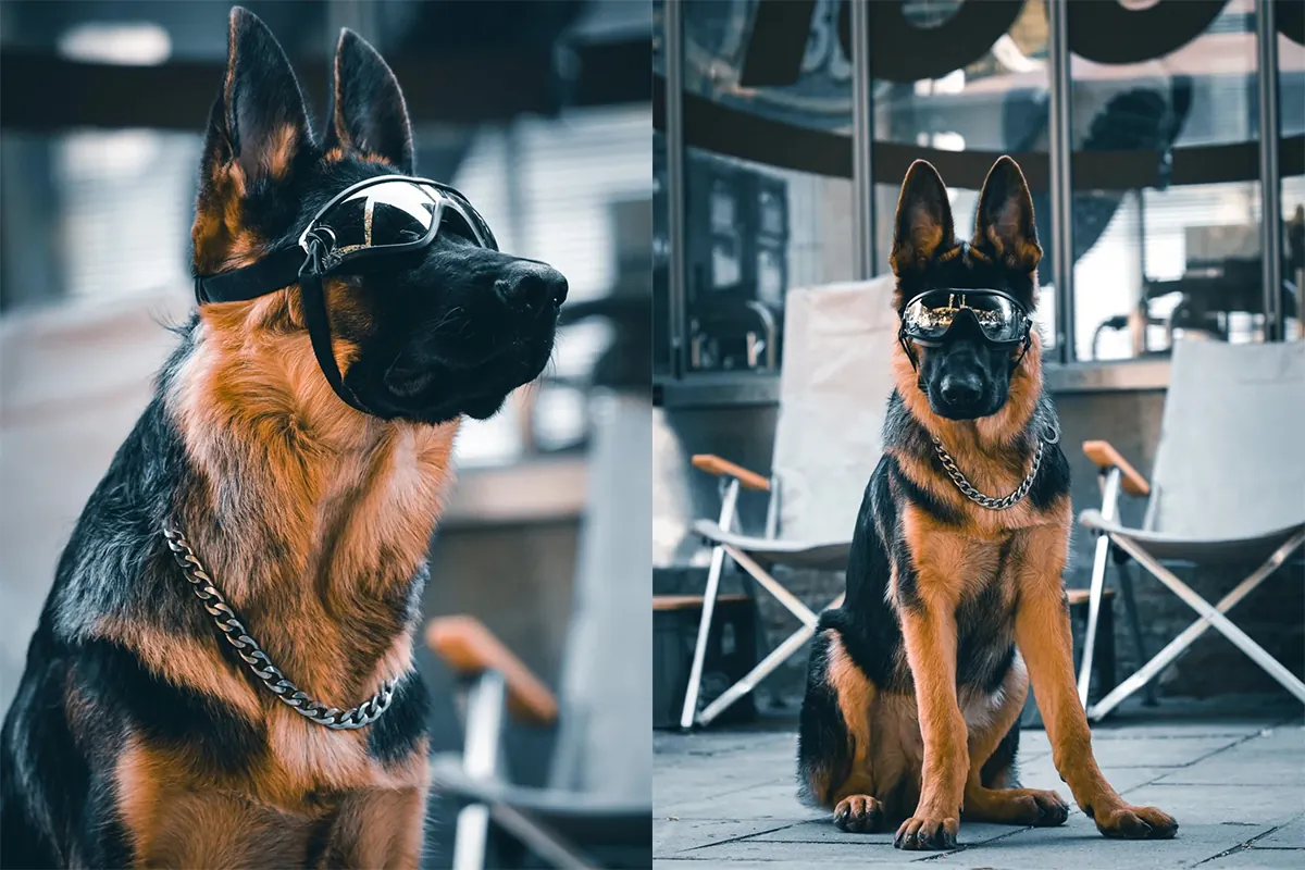 Chien Intelligent : 12 Races Testées par l'Université d'Helsinki Berger Allemand en position d'alerte durant exercice de pistage professionnel