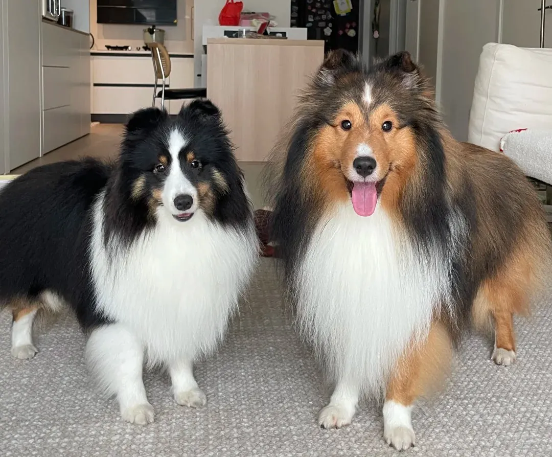 Chien Intelligent : 12 Races Testées par l'Université d'Helsinki Berger des Shetland montrant son agilité et sa vivacité d'esprit lors d'un exercice