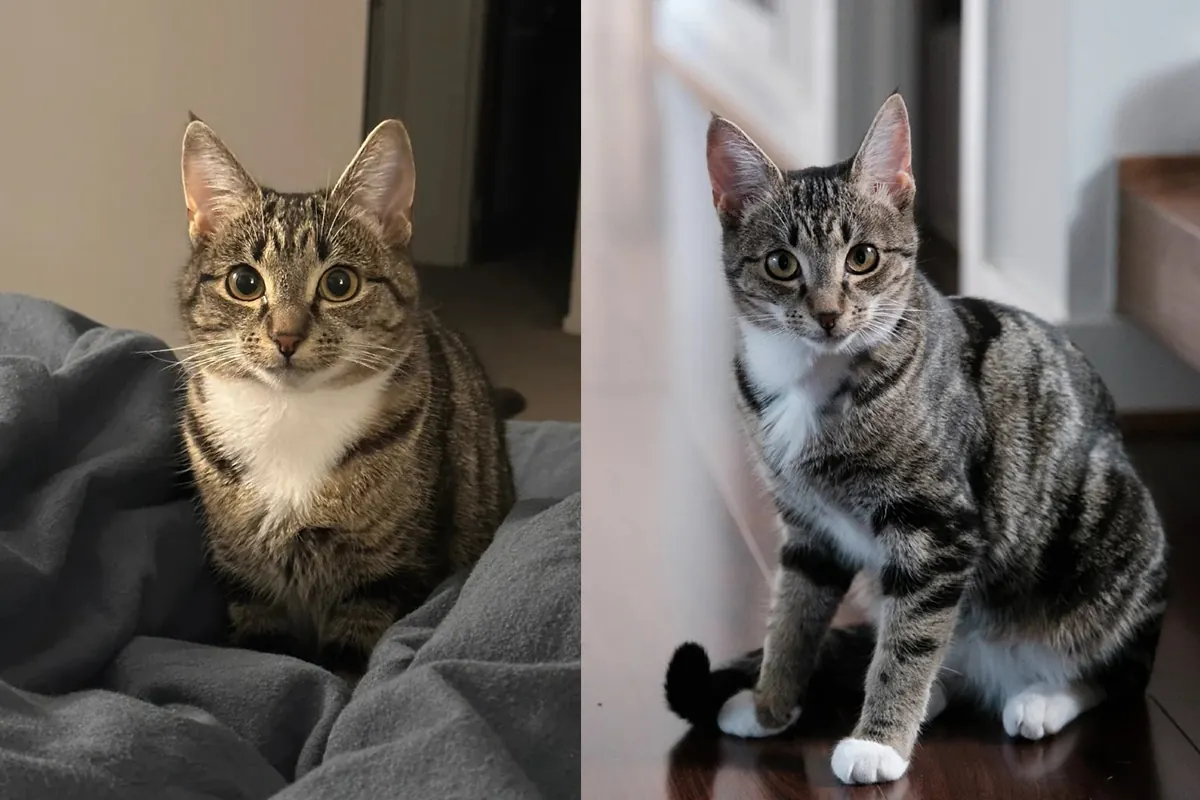 Chat facile à adopter : comparatif de 7 races sur 9 critères Chat de gouttière tabby tigré roux adopté en refuge — robuste et attachant pour primo-adoptant