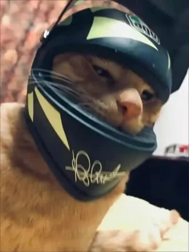 Click to view full screen Casque Moto Chat Stylé Safe-Ride photo review