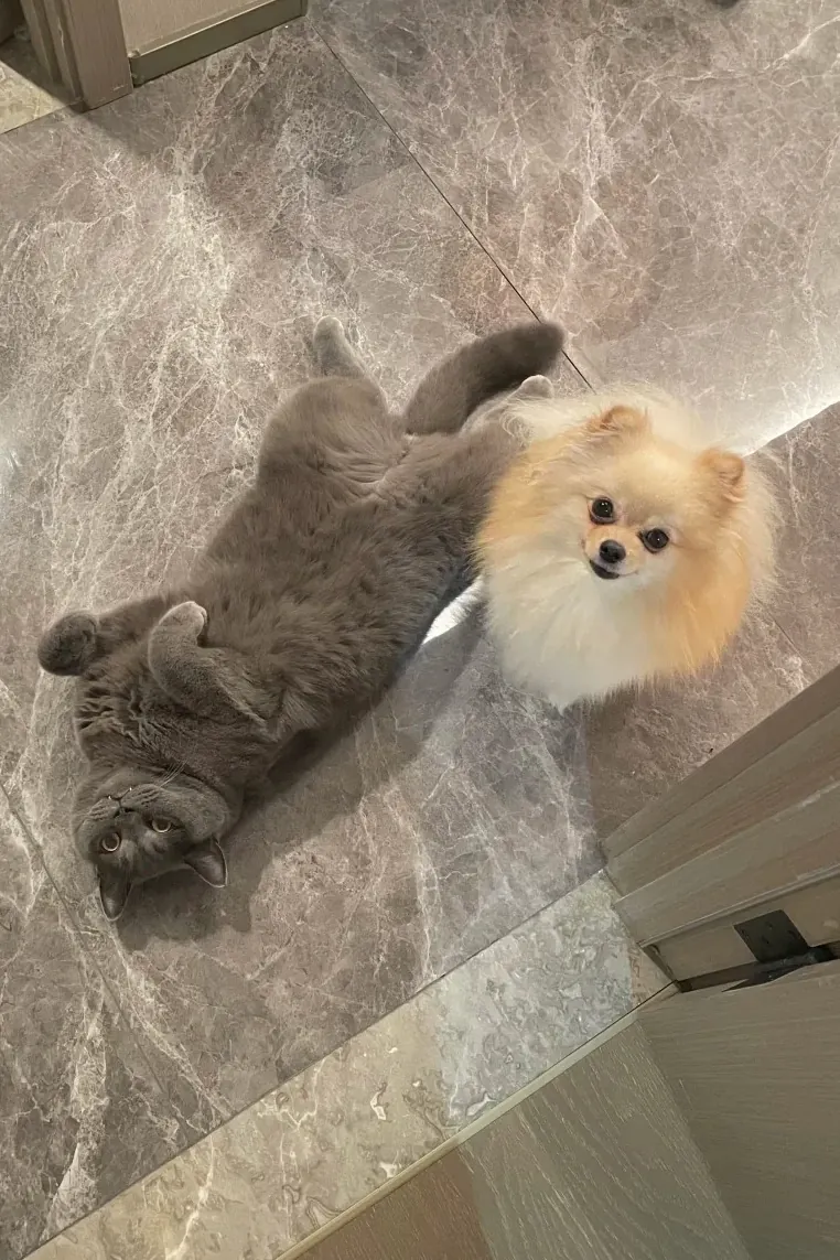 Chien ou Chat : Quel Compagnon Choisir? Chat paresseux et chien vif