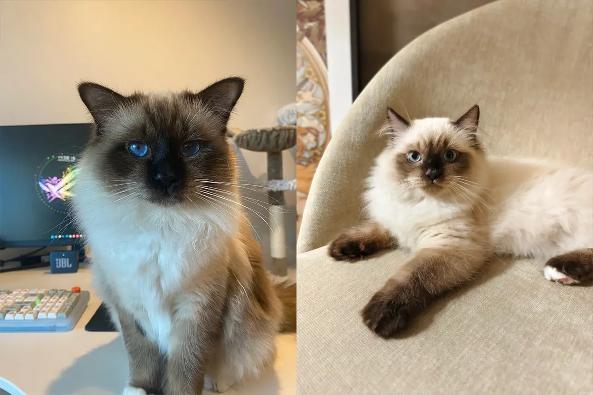 Chat facile à adopter : comparatif de 7 races sur 9 critères Sacré de Birmanie colorpoint aux yeux bleus saphir et gants blancs — chat affectueux pour famille