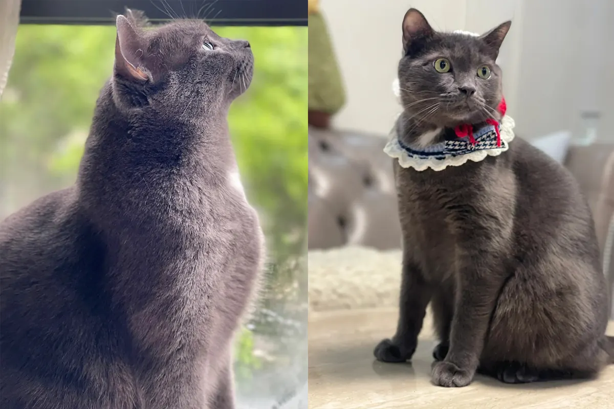 Chat facile à adopter : comparatif de 7 races sur 9 critères Chartreux au pelage gris-bleu laineux et yeux dorés — race française robuste pour débutant