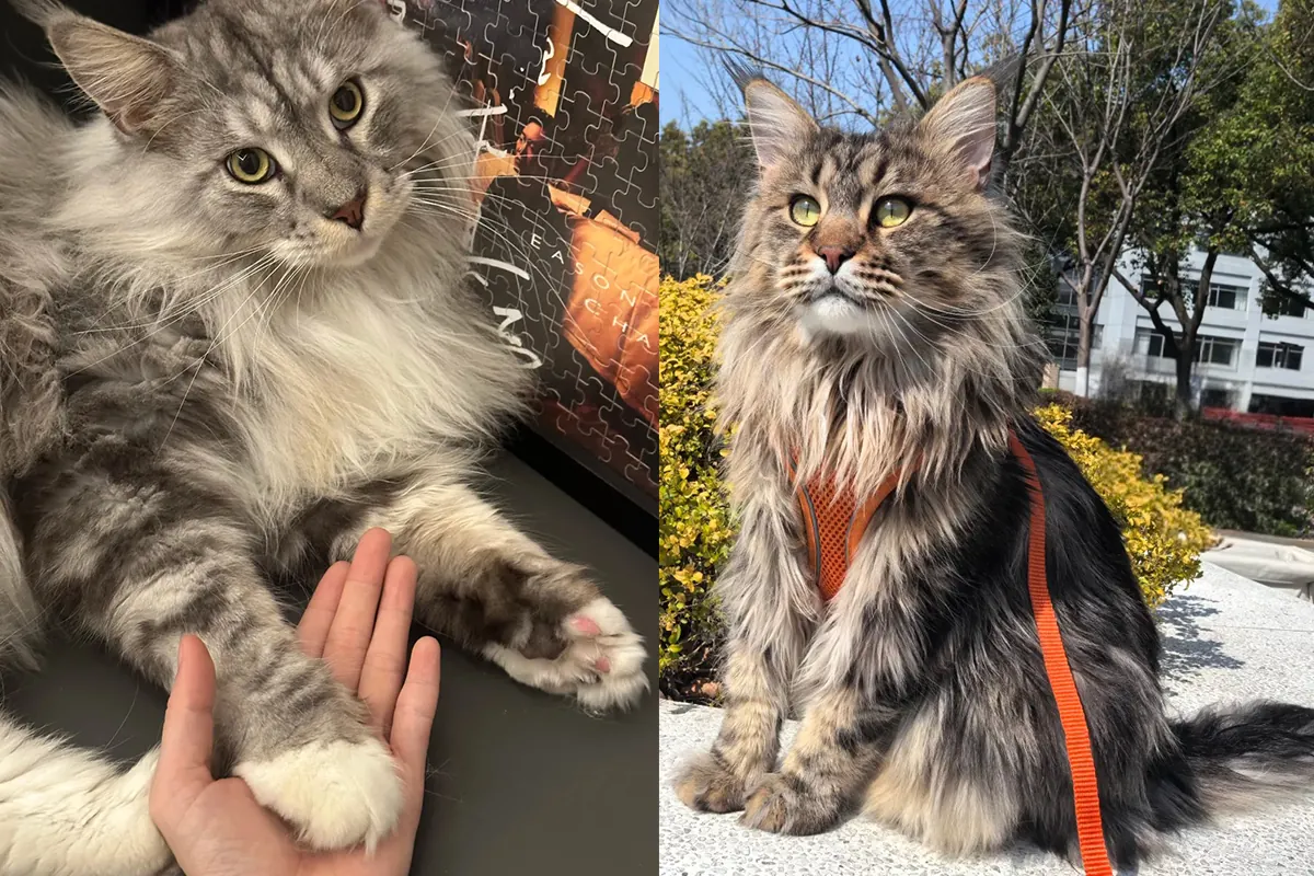 Chat facile à adopter : comparatif de 7 races sur 9 critères Maine Coon tabby brun au pelage épais — grande race de chat intelligent et joueur pour famille