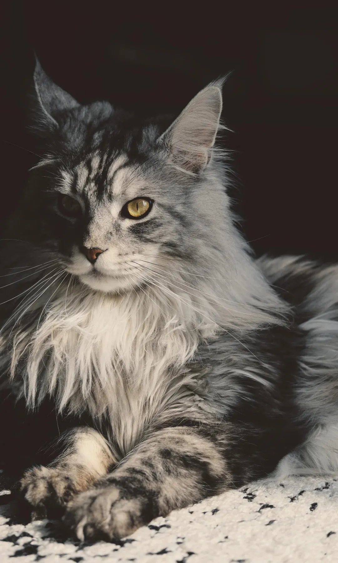 Maine Coon adulte montrant sa fourrure épaisse, ses oreilles à plumets lynx et son corps imposant