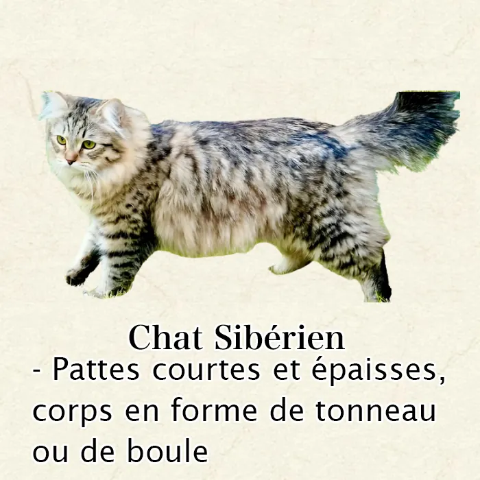 Maine Coon, Sibérien ou Norvégien : Comment Les Différencier Facilement Sibérien corps entier - chat compact trapu en forme de tonneau, pattes moyennes musclées